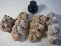 龙齿的功效和作用分别有哪些