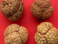 草果和草豆蔻的区别在什么地方