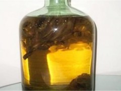 海马很适合泡酒 养生效果很惊人