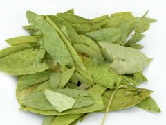 一起来看看番泻叶的功效有哪些