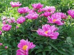 芍药和芍药花.jpg