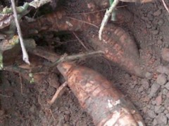 野葛根的营养价值