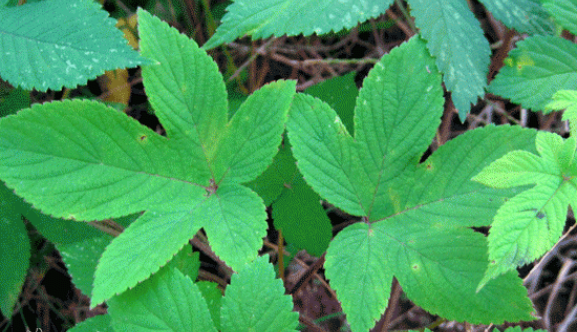 葛葎蔓,葛勒蔓,來莓草,葛葎草,葛勒子,澀蘿蔓,假苦瓜,苦瓜蘑,鋸鋸藤