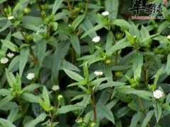 墨旱莲的功效与作用