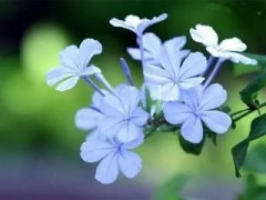 丁香茶适合什么人喝 揭秘丁香茶的作用及功效
