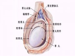 睾丸疼痛是怎么回事   这三种原因不可不知