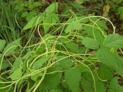 菟丝子的功效与作用有哪些 揭晓菟丝子的四大神奇功效