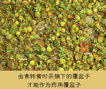 覆盆子的作用