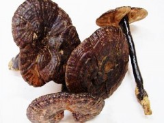 灵芝的作用与功效有哪些 揭晓灵芝的四大功效