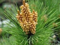 松花粉有什么副作用  长期大量服用危害多