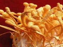 蛹虫草的功效与作用  揭晓蛹虫草四大功效