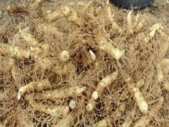 玉竹可以泡水喝吗 经常吃可滋阴养颜