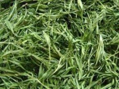 竹叶青茶有什么好处 四大好处让你拥有健康身体