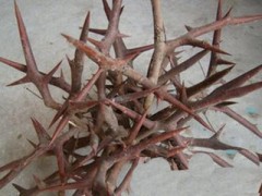 皂角刺的作用是什么 皂角刺的五大神奇功效