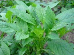 野苦菜的功效与作用 为你揭开野苦菜的秘密