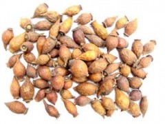 金樱子的功效与作用 盘点金樱子五大药用价值