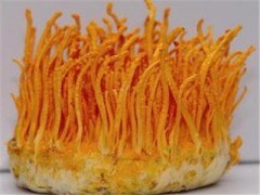 北冬虫夏草和冬虫夏草的区别 专家详解两者功效