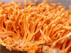 北虫草的功效与作用及禁忌 揭晓北虫草的功效和禁忌