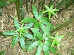 野生重楼作用和功效 重楼的禁忌人群有哪些