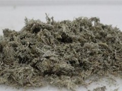 茵陈的副作用 切记勿大量服用茵陈以免引起副作用