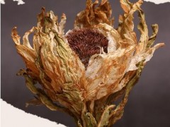 天山雪莲治疗风湿吗 揭秘天山雪莲神奇功效