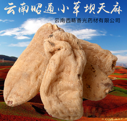 野生天麻