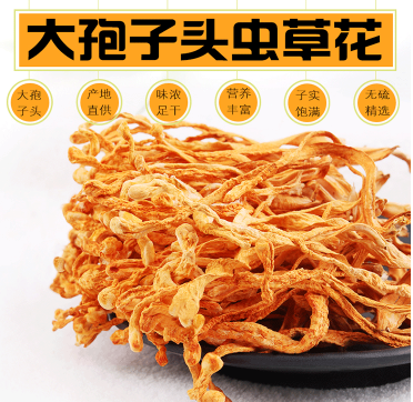 大孢子头虫草花