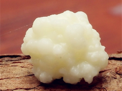 雪莲菌的危害大吗 如何避免被它的危害困扰