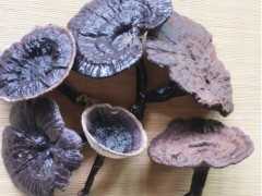 灵芝副作用与禁忌 灵芝的这五大禁忌一定要知道