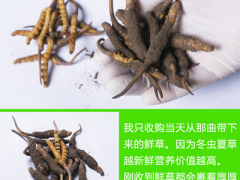 野生虫草多少钱一斤 藏民为你揭晓野生虫草的价格猫腻