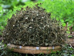 胆结石吃金钱草可以吗 专家分享金钱草的功效