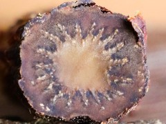 肉苁蓉加锁阳的功效是什么 介绍肉苁蓉配锁阳的三大功效