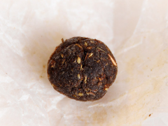 清脂三天多少钱一盒 解析清脂三天价格及使用说明书