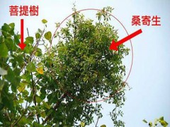桑寄生和槲寄生的区别有哪些 成分药性各不相同