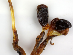 蛇鞭的功效和作用 知道作用才能正确使用