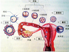 卵子受精过程是是什么 同房后多久受孕