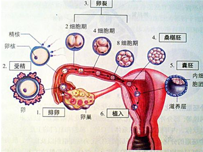 同房后受孕过程图片