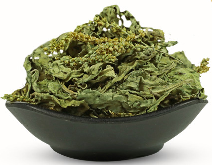车前草