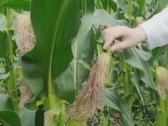 玉米须水怎么煮 两种玉米须煮水方法
