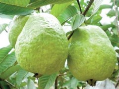 番石榴叶的功效与作用 详解番石榴叶的4大功效