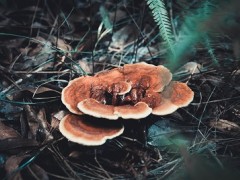 不能吃的灵芝图片 这几种人吃灵芝效果好