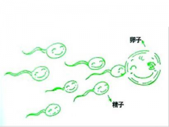精子和卵子结合需要多长时间 多久可以检测出怀孕
