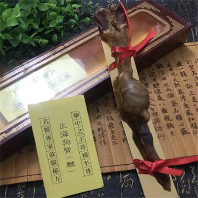 海狗肾