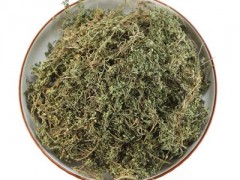 鹅不食草长什么样的图 作用有哪些
