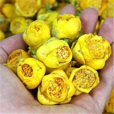 金花茶