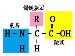 国内氨基酸的价格走势分析  市场上的氨基酸卖多少钱