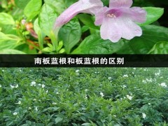 南板蓝根和板蓝根的区别 了解差异才能物尽其用