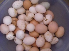 脑震荡吃什么补 四大食补补充营养
