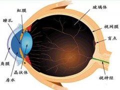 眼压高的症状有哪些 为您介绍眼压高的具体表现