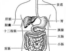 人体哪些器官最怕冷 盘点最怕冷的六大器官